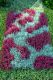 Farbe erhält dieses Beetbild durch das Pink von Erica gracilis und das silbrige Mint der Drahtpflanze.