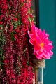 Wem die Tausenden von Blüten der Ericen und Callunen nicht reichen, der kann noch dazu ein Reagenzglas am Türschmuck befestigen, in das Dahlien oder andere Blumen gestellt werden können.