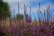 Die robuste Pflanzen hat filigrane Blüten. Ein genauer Blick offenbart die Schönheit. (© Dorothea Uhlendorf/Azerca)