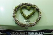 Alte Liebe rostet nicht  das vermittelt dieser Schmuck aus gebundenen weißen Erica gracilis und grünen Erica darleyensis auf der Heckklappe dieses Opels. © Azerca