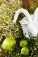Das freut den Gamsbock: Setzen Sie auf eine grün-weiße Bepflanzung mit Erica gracilis und Mühlenbeckia!
