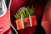 Leuchtendes Rot kombiniert mit strahlend-grünen und besonders aufrecht wachsenden Callunen: Wurde hier ein Einkauf auf der Rückbank vergessen? © Azerca