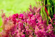 Manchmal scheint es, als ob die farbstarke Heide selbst ein Kind der 80er Jahre ist. Hier: Erica gracilis kombiniert mit Cyclamen. © Azerca
