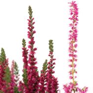 Calluna vulgaris mit einfachen und gefüllten Blüten