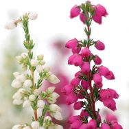 Erica gracilis