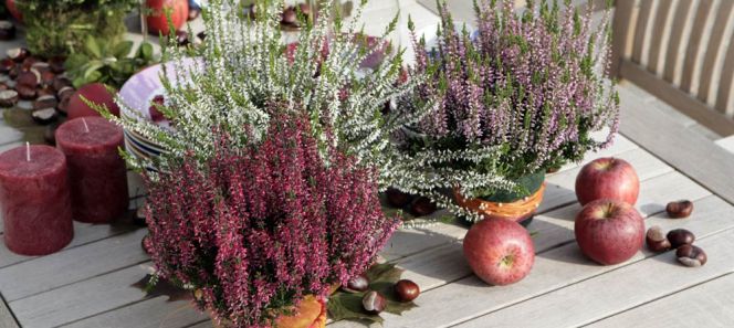 Calluna vulgaris