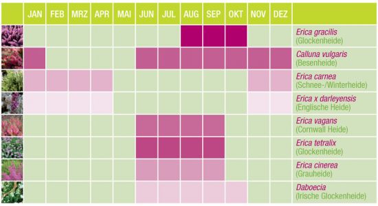 Die Übersicht zeigt die Blühzeiten der verschiedenen Heidearten