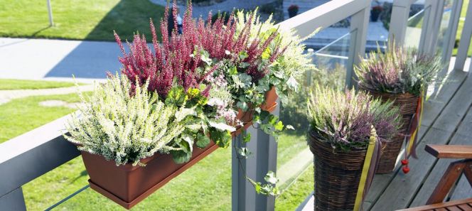 Ob modern zwischen Glas und Stahl oder klassisch im Korb: Heidepflanzen bringen herbstliche Stimmung auf Balkon und Terrasse.