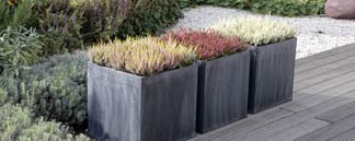 Moderne Bepflanzung für Terrasse und Garten